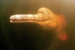 Cetaceans: Pink River dolphin or Boto, Inia geoffrensis, Acajatuba Lake