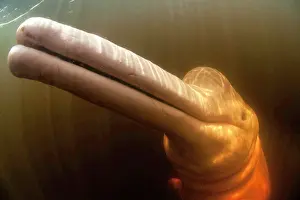 Cetaceans: Pink River dolphin or Boto, Inia geoffrensis, Acajatuba Lake