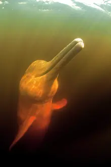 Cetaceans: Pink River dolphin or Boto, Inia geoffrensis, Acajatuba Lake