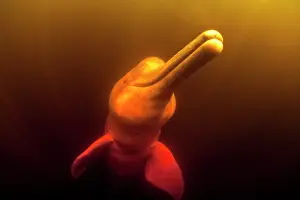 Cetaceans: Pink River dolphin or Boto, Inia geoffrensis, Acajatuba Lake