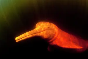 Cetaceans: Pink River dolphin or Boto, Inia geoffrensis, Acajatuba Lake