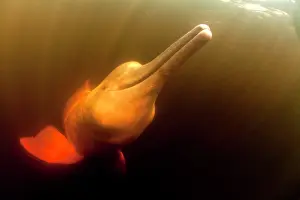 Cetaceans: Pink River dolphin or Boto, Inia geoffrensis, Acajatuba Lake