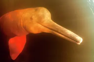Cetaceans: Pink River dolphin or Boto, Inia geoffrensis, Acajatuba Lake