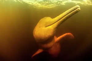 Cetaceans: Pink River dolphin or Boto, Inia geoffrensis, Acajatuba Lake