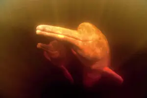 Cetaceans: Pink River dolphin or Boto, Inia geoffrensis, Acajatuba Lake
