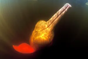 Dolphins: Pink River dolphin or Boto, Inia geoffrensis, Acajatuba Lake