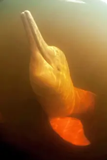 Dolphins: Pink River dolphin or Boto, Inia geoffrensis, Acajatuba Lake