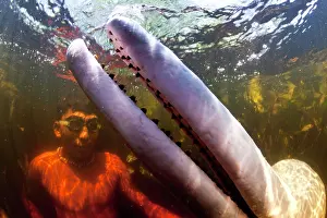 Dolphines: Pink River dolphin or Boto, Inia geoffrensis and boy playing