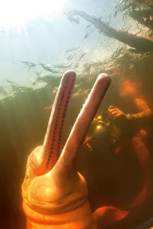 Profession: Pink River dolphin or Boto, Inia geoffrensis with underwater
