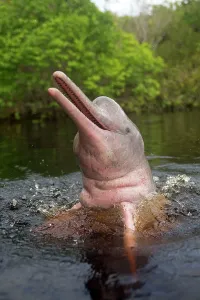 Boto: Pink River Dolphin Boto spyhopping in tannin-rich