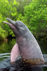 Boto: Pink River Dolphin Boto spyhopping in tannin-rich