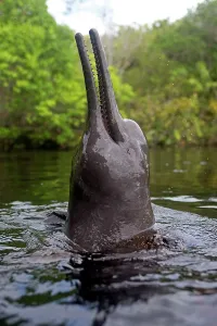 Boto: Pink River Dolphin Boto spyhopping in tannin-rich