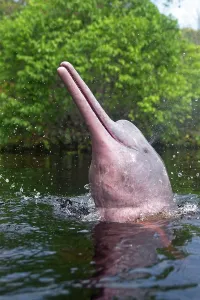 Boto: Pink River Dolphin Boto spyhopping in tannin-rich