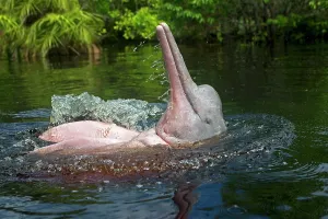 Boto: Pink River Dolphin Boto spyhopping in tannin-rich