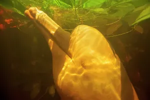 Boto: Pink River Dolphin Boto subaquatic pictures of a