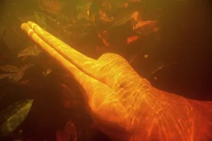 Boto: Pink River Dolphin Boto subaquatic pictures of a