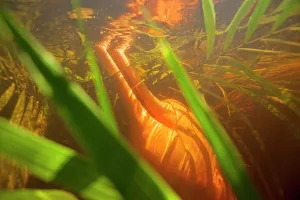 Boto: Pink River Dolphin Boto subaquatic pictures of a