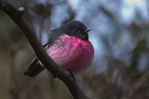 Hobart: Pink Robin - Perched on a branch - on Mount Wellington
