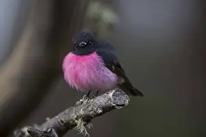 Hobart: Pink Robin - Perched on a branch - on Mount Wellington