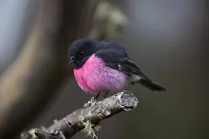 Hobart: Pink Robin - Perched on a branch - on Mount Wellington