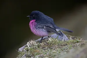 Hobart: Pink Robin - Perched on the ground - on Mount Wellington