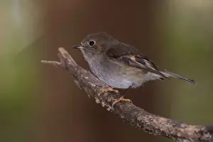 141118: Pink Robin - Perched on a twig - Hastings Cave State