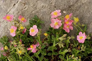 Rockrose: Pink Rockrose