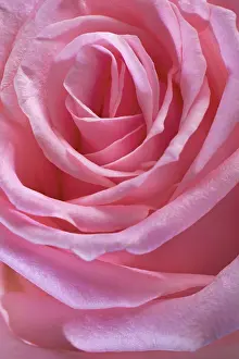 Romance: Pink Rose