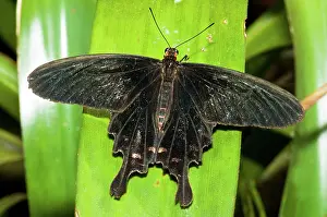 Papilio: Pink Rose Butterfly