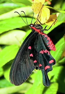Pachliopta: Pink Rose Butterfly