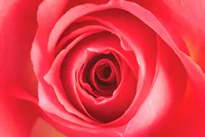 Spirals: Pink ROSE - close-up