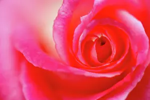 Swirl: Pink Rose - closeup