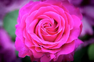 Droplet: Pink rose in the garden of Palais Royal