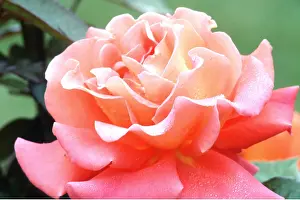 Toned: PINK ROSE - two toned, close-up, with dew