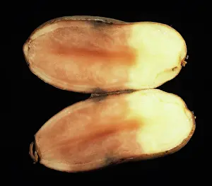 Phytophthora: Pink rot of potato