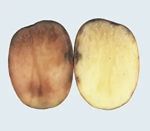 Phytophthora: Pink rot in potato