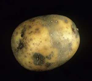 Tuberosum: Pink rot potato symptoms