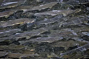 Spawning: Pink Salmon