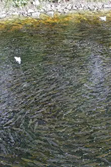 Salmons: Pink Salmon - in river