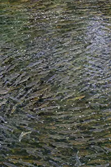 Salmons: Pink Salmon - in river