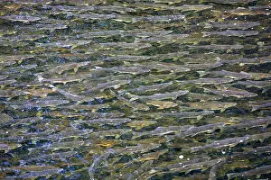 Salmons: Pink Salmon - in river