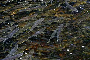 Salmons: Pink Salmon - in river