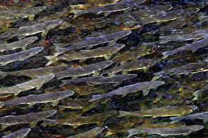 Salmons: Pink Salmon - in river