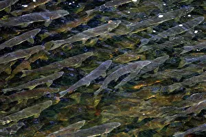 Salmons: Pink Salmon - in river