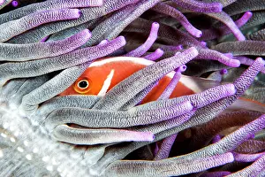 Skunk: Pink skunk clownfish (Amphiprion perideraion), Siladen