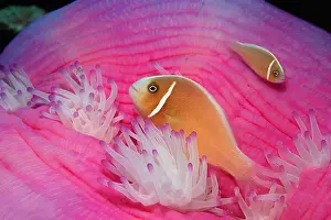 Anemonefish: Pink skunk clownfish (Amphiprion perideraion), False