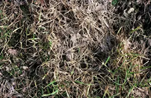 Mold: Pink snow mold damage in barley