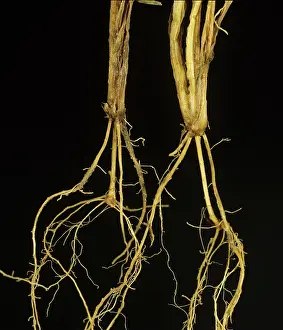 Roots: Pink Snow Mold on roots of wheat seedlings