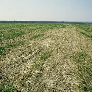Patch: Pink Snow Mold on wheat crop
