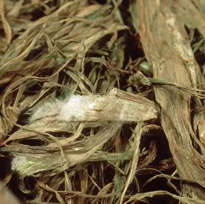 Mold: Pink snow mould on Barley